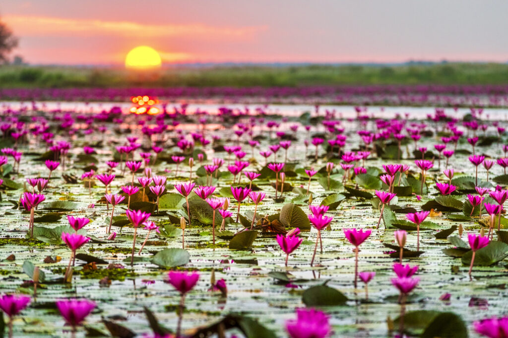 red-lotus-lake-udon-thani