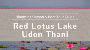 Red Lotus Lake Udon Thani